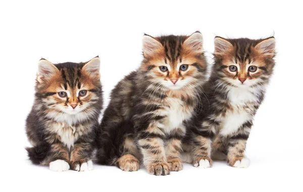 Three Little Kittens — Stock Photo, Image