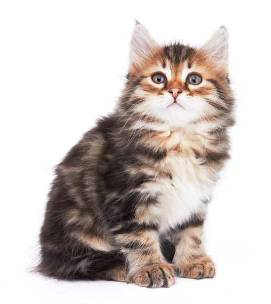 Little Kitten — Stock Photo, Image