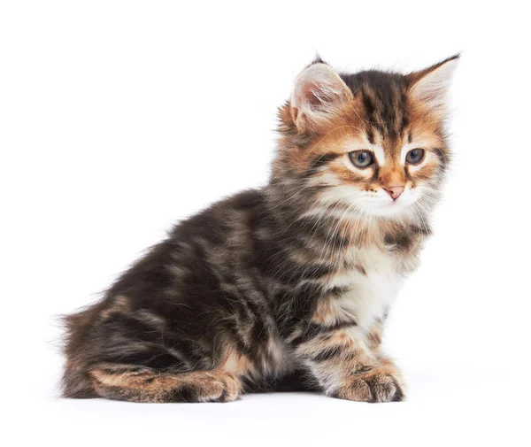 Little Kitten Stock Picture