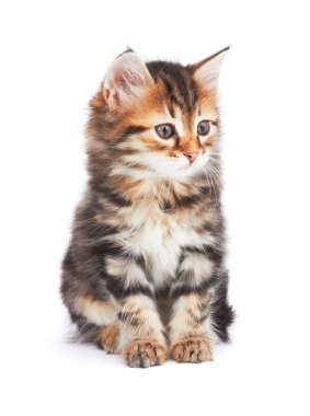 küçük yavru kedi
