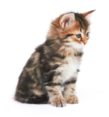 küçük yavru kedi