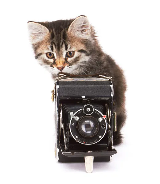 Lilla kattunge med photocamera — Stockfoto