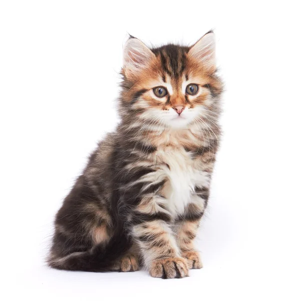 Little Kitten — Stock Photo, Image