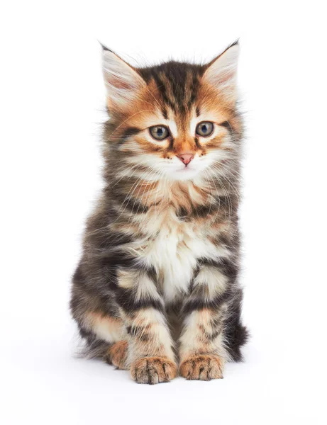 Little Kitten — Stock Photo, Image