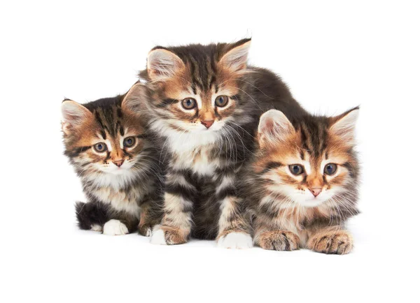 Три крихітних кошенят — стокове фото