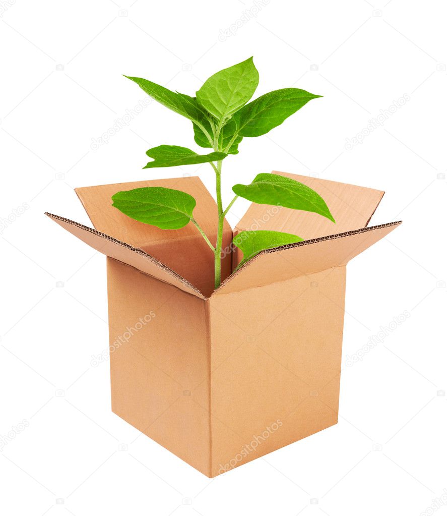 Growing green plant in a box