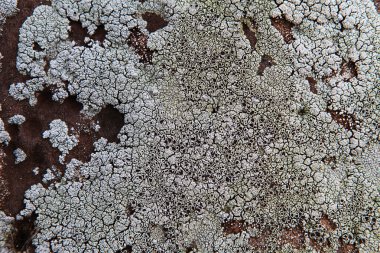 Kum taşı arka plan dokusu ile mantar doku