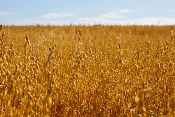 Avena campo — Foto Stock