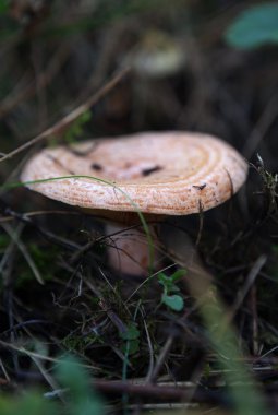 mantar lactarius semisanguifluus