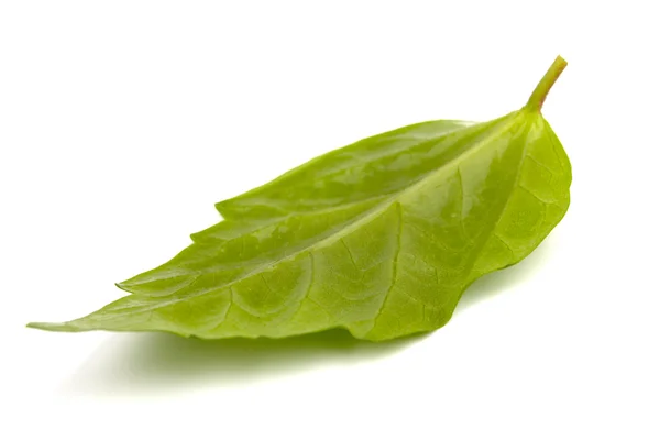 Single green leaf on white background — Stock Photo, Image