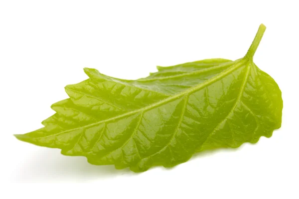 Single green leaf on white background — Stock Photo, Image