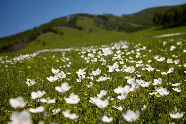 Summer meadow — Stock Photo, Image