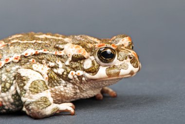 Bufo viridis. gri zemin üzerine yeşil kurbağa. Stüdyo vurdu.