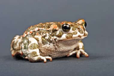Bufo viridis. gri zemin üzerine yeşil kurbağa. Stüdyo vurdu.