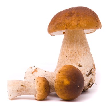 güzel boletus mantarı. Stüdyo beyaz arka plan üzerinde izole