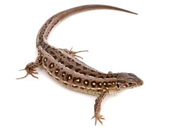 Lacerta agilis. beyaz zemin üzerine kum kertenkele