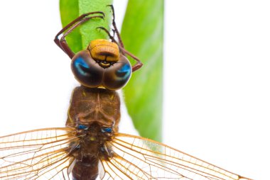 Aeshna cyanea. Güney Hawker yusufçuk (mavi Darner) beyaz
