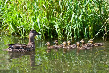 küçük bir su birikintisi içinde yüzmeye ducklings ile ördek