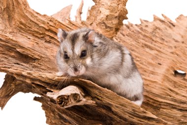 küçük hamster ağaçta oturuyor.
