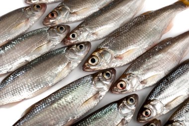 küçük balıklar arka plan