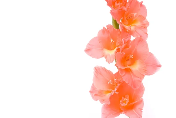 Hermoso Gladiolus. Estudio sobre fondo blanco —  Fotos de Stock