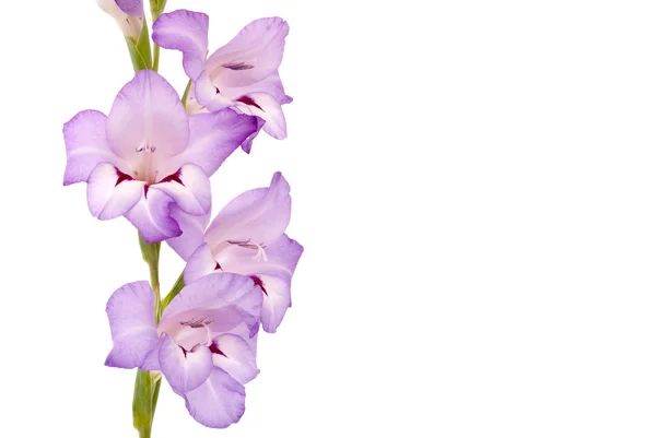 Gladiolus bonita no fundo branco — Fotografia de Stock