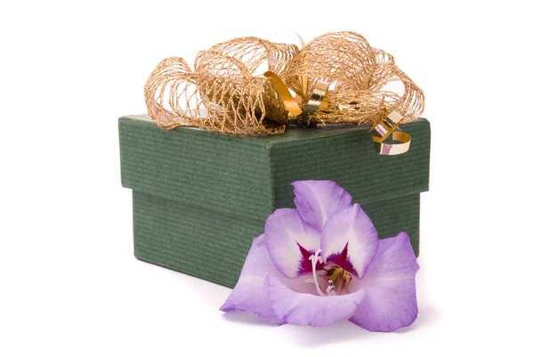Hermoso gladiolo y caja de regalo sobre un fondo blanco. — Foto de Stock