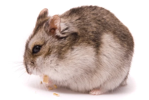 Dwerghamster die pompoenzaad eet — Stockfoto