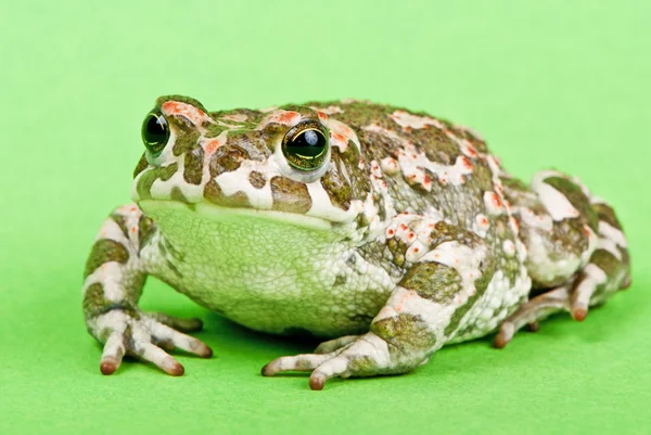 Bufo viridis. Zelená žába na zeleném pozadí. Studio makro snímek. — Stock fotografie