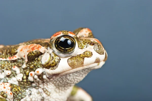 Bufo viridis. grüne Kröte auf grauem Hintergrund. Studioaufnahme. — Stockfoto