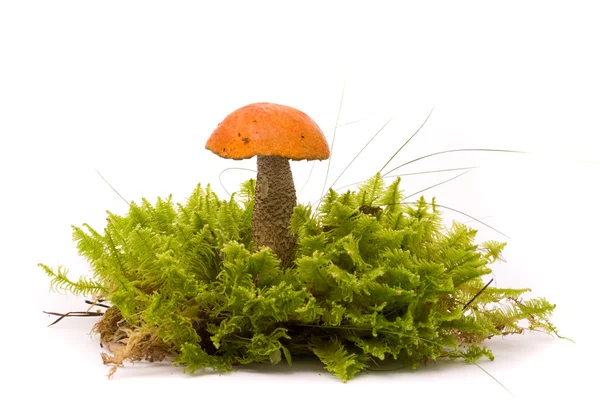 Vackra orange-cap karljohansvamp svamp på moss. isolerad på studi — Stockfoto