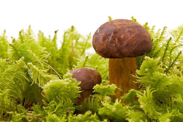 Beautiful boletus mushrooms on moss. Isolated on studio white ba — Stock Photo, Image