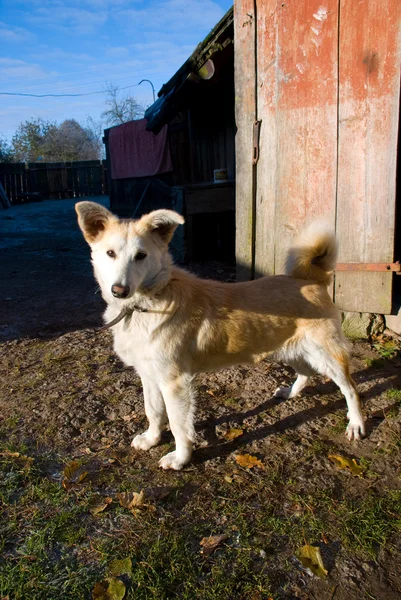 De hond in het dorp — Stockfoto