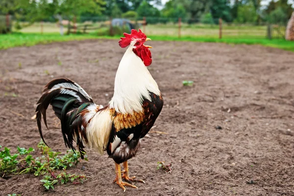 Beautiful cock crows. — Stock Photo, Image