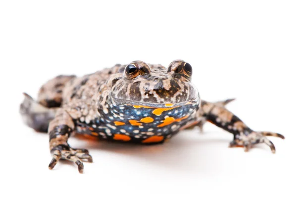 Bombina Bombina. Sapo-de-barriga-de-fogo europeu sobre fundo branco . — Fotografia de Stock