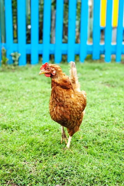 Kura na trawy — Zdjęcie stockowe