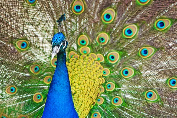 Pavão bonito mostrando penas — Fotografia de Stock