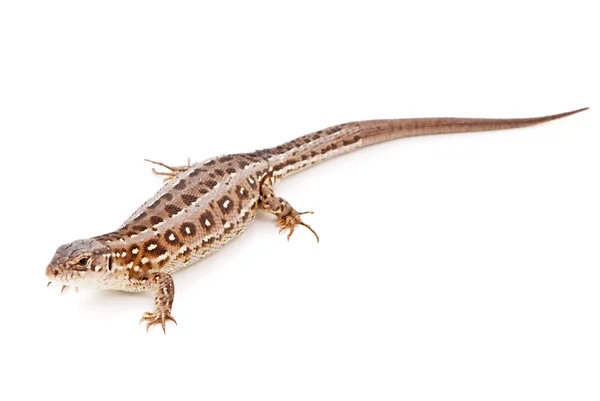 Lacerta agilis. Lagarto de areia no fundo branco — Fotografia de Stock