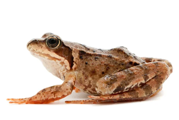 Rana arvalis. Moor frog on white background. — Stock Photo, Image