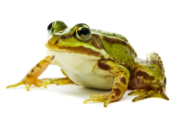 Rana esculenta. Rana verde (europea o acuática) sobre fondo blanco —  Fotos de Stock