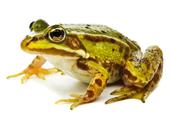 Rana esculenta. Yeşil (Avrupa veya su) kurbağa üzerinde beyaz backgrou