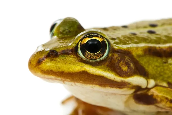 Rana esculenta. Green (European or water) frog on white backgrou — Stock Photo, Image