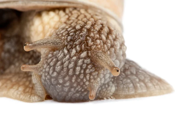 Caracol isolado sobre fundo branco — Fotografia de Stock