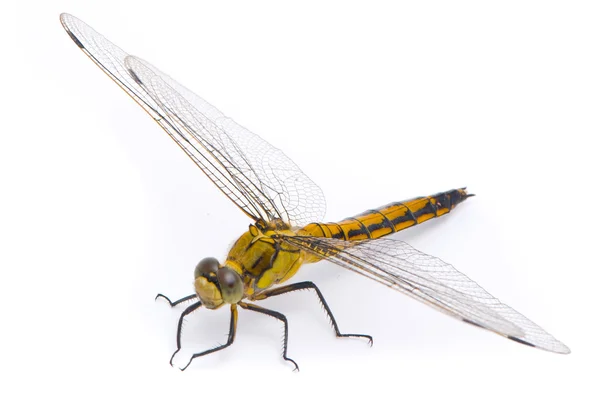 Orthetrum cancellatum. Female Black-tailed Skimmer dragonfly on — Stock Photo, Image