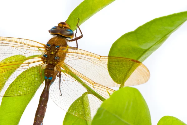 Aeshna cyanea. Güney Hawker yusufçuk (mavi Darner) beyaz — Stok fotoğraf