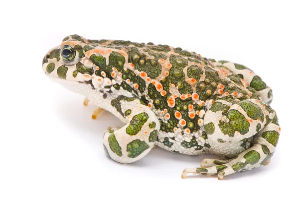 Bufo viridis. beyaz zemin üzerine yeşil kurbağa. — Stok fotoğraf