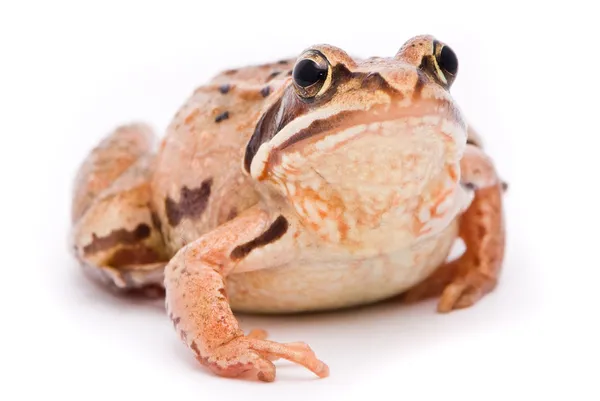 Rana arvalis. Moor frog on white background. — Stock Photo, Image