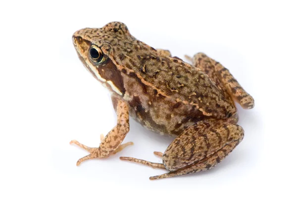 Rana temporaria. kleiner Grasfrosch auf weißem Hintergrund. — Stockfoto