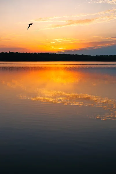 Morning lake landscape with sunrise over forest and bird — Stock Photo, Image