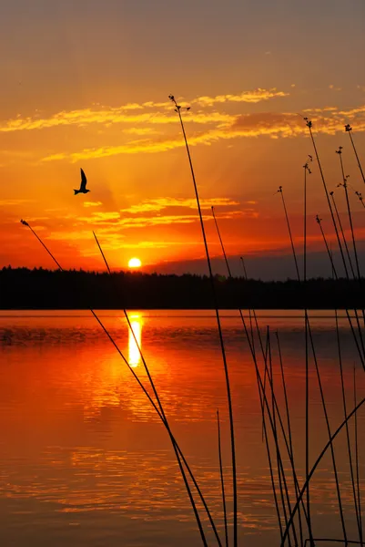 Ranní jezero krajina s východem slunce nad lesem a ptákem — Stock fotografie